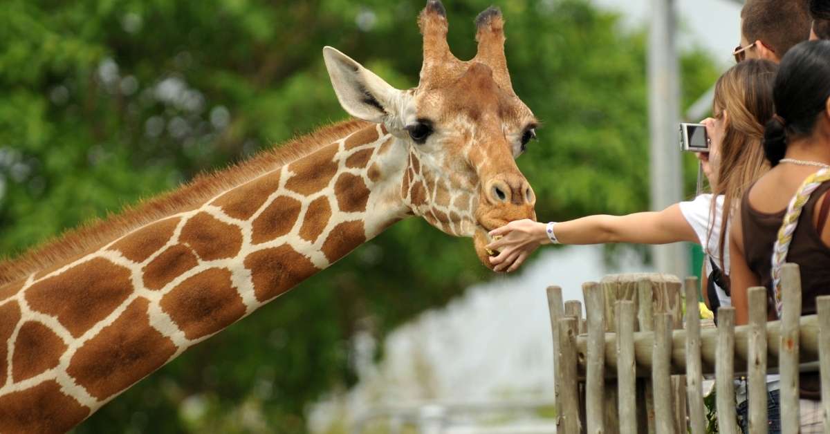 Giraffes at Sacramento Zoo